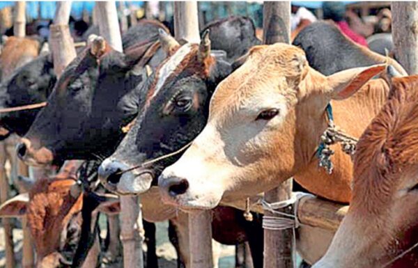 cows