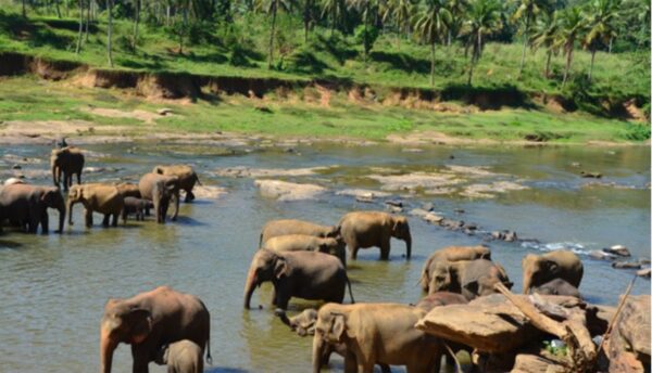 night safari park at Pinnawela