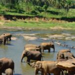 night safari park at Pinnawela