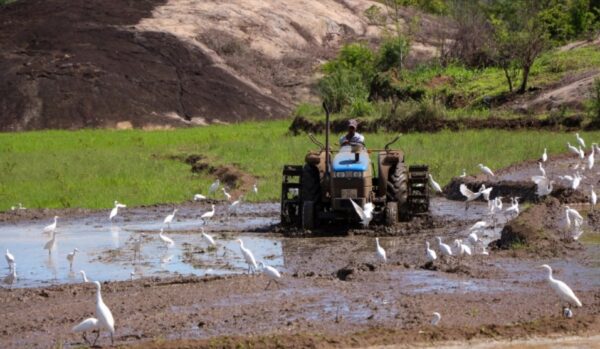 paddy cultivation