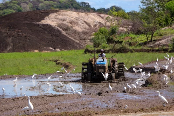 paddy cultivation