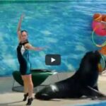 sea lion dancing tango