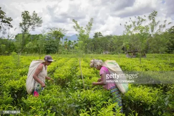 ratnapura tea