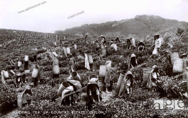 tea-plantation-workers-in-the-fields