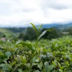 tea plants