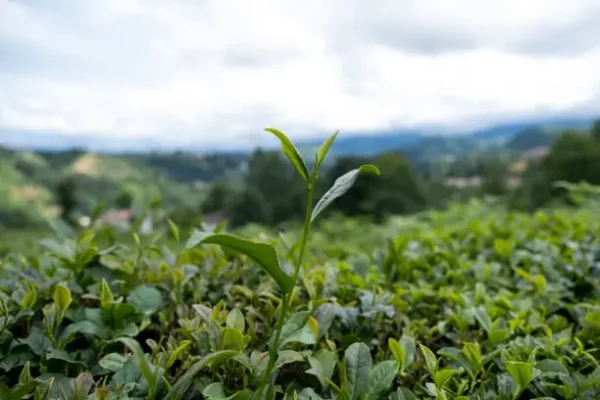 tea plants