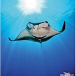 A giant manta ray swims like a flying saucer