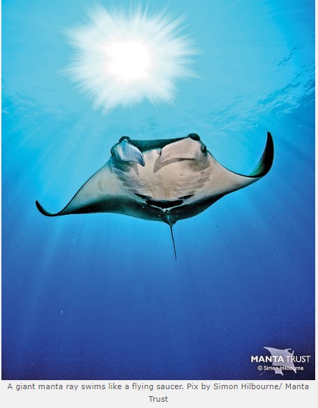 A giant manta ray swims like a flying saucer