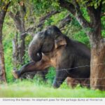 An elephant goes for the garbage dump at Minneriya