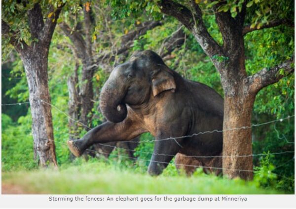 An elephant goes for the garbage dump at Minneriya