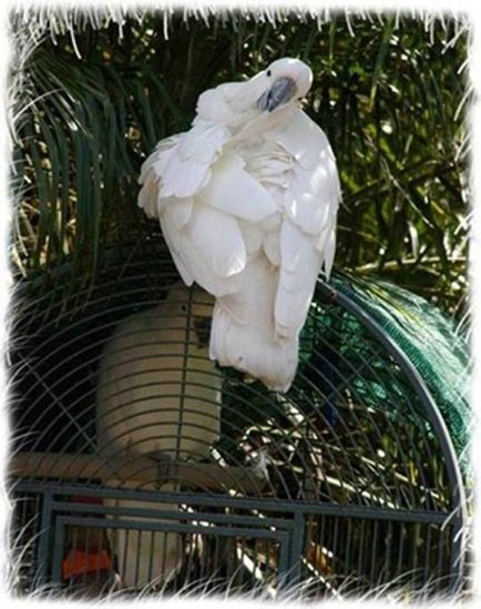 COCKATOO LOVE STORY 2