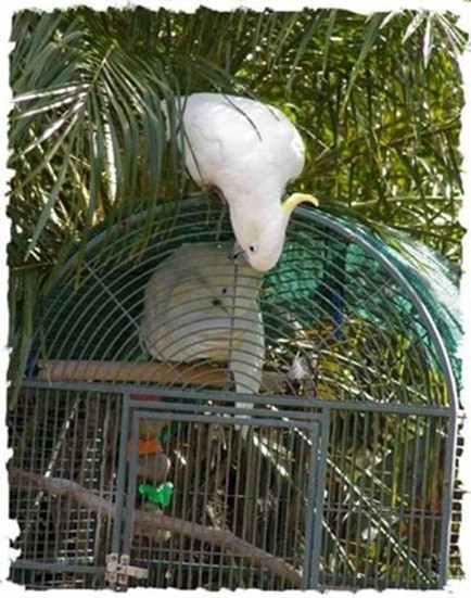 “A COCKATOO LOVE STORY” – by Des Kelly