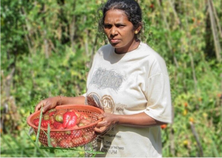 IPS looking at food loss mitigation in mango and tomato value chains
