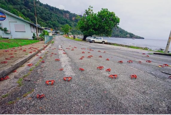 The Red Crabs: Amazing Phenomenon on Christmas Island-by Michael Roberts