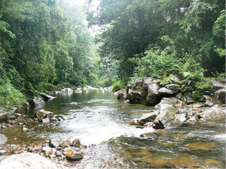 A weekend with a family in Sinharaja-By Siri Ipalawatte