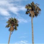 clear blue sky