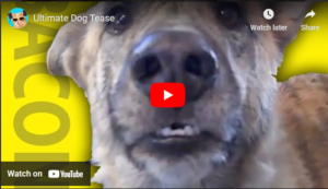 Ultimate Dog Tease – Des Kelly