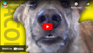 Ultimate Dog Tease - By  Des Kelly