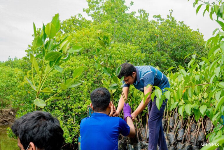 Norlanka and University of Kelaniya takes the lead in Mangrove Conservation efforts & Carbon Neutralization