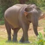 Wild Life Documentary