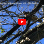 “A SQUIRREL'S TALE" – by Des Kelly