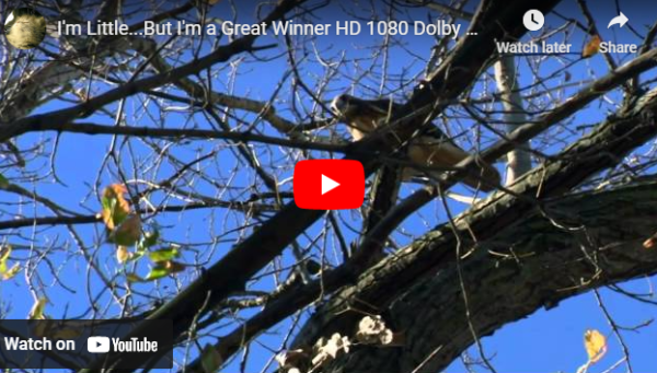 “A SQUIRREL'S TALE" – by Des Kelly