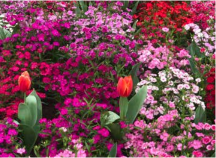 Toowoomba Carnival of Flowers bus trip - By Denis Anthonisz