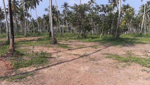 Coconut estate for Sale – Gampaha, Sri Lanka-eLanka