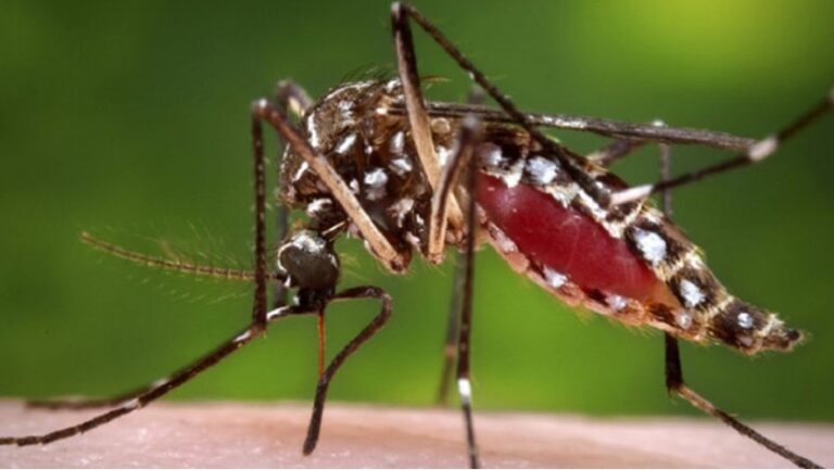 Dengue cases on the rise again