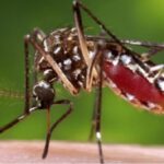 Dengue cases