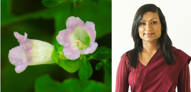 New species of Nelu discovered from Knuckles-By Ifham Nizam