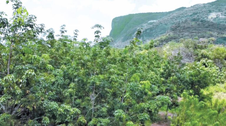 Flourishing new Rubber lands aim for sustainable income under STaRR & RDD
