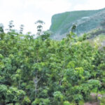 Rubber lands