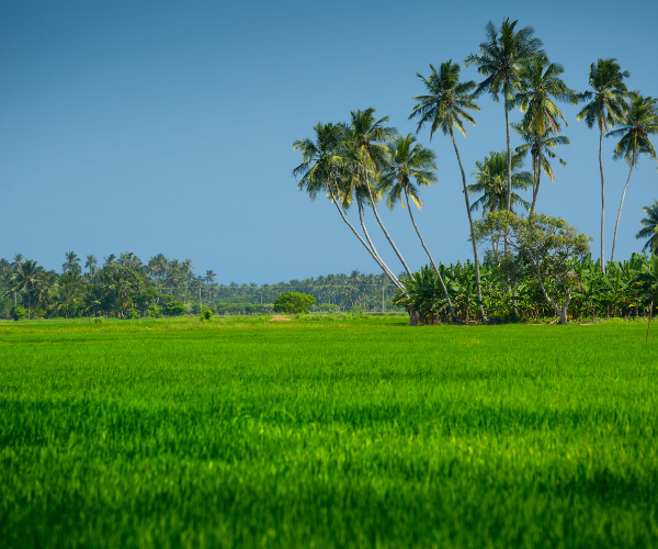 Sri Lanka - HEMMATHAGAMA