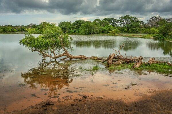Yala-National-Park