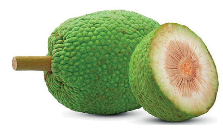 Breadfruit 