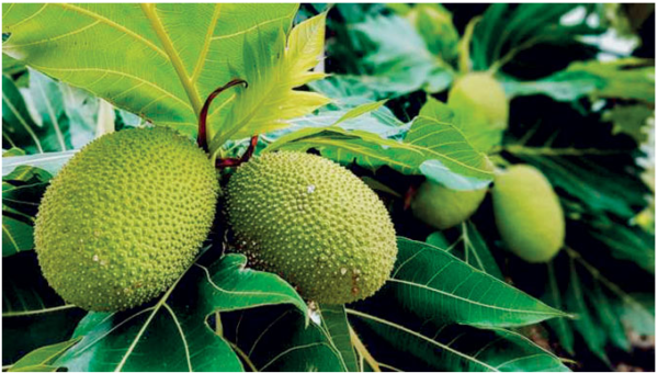 Breadfruit