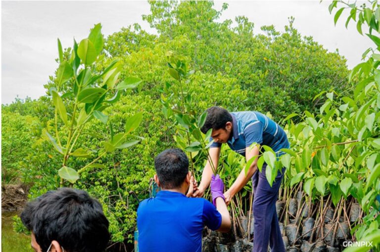 Norlanka and University of Kelaniya take the lead in mangrove conservation efforts & carbon neutralization