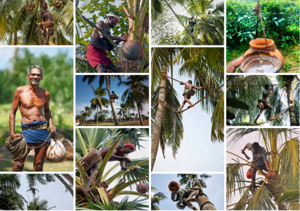 Toddy Tapping in Sri Lanka