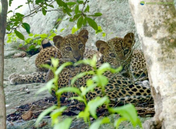 Leopard Cubs (three months old) with their Mama. Photo at Kumana National Park by Thivanka Perera (Aegle Creations) "Preserve Our Beautiful Natural Heritage"