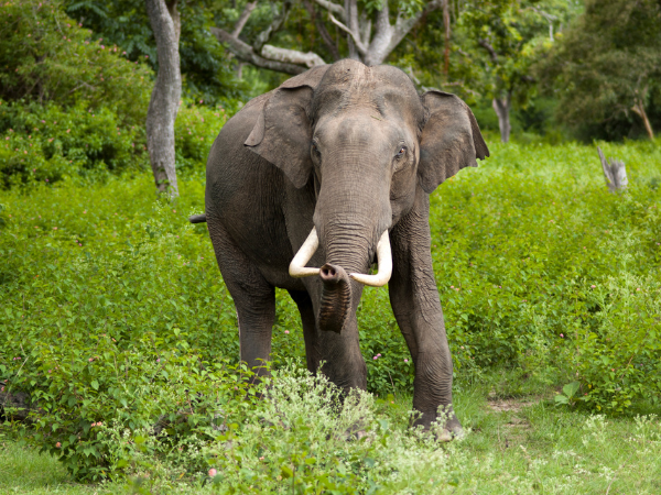 Sri Lanka