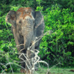 Wild-Elephant