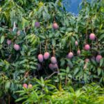 mango cultivation