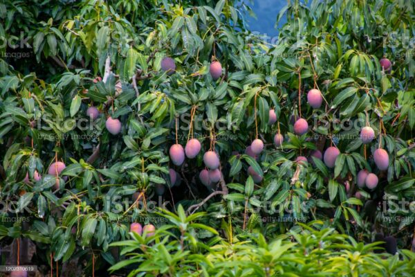 mango cultivation