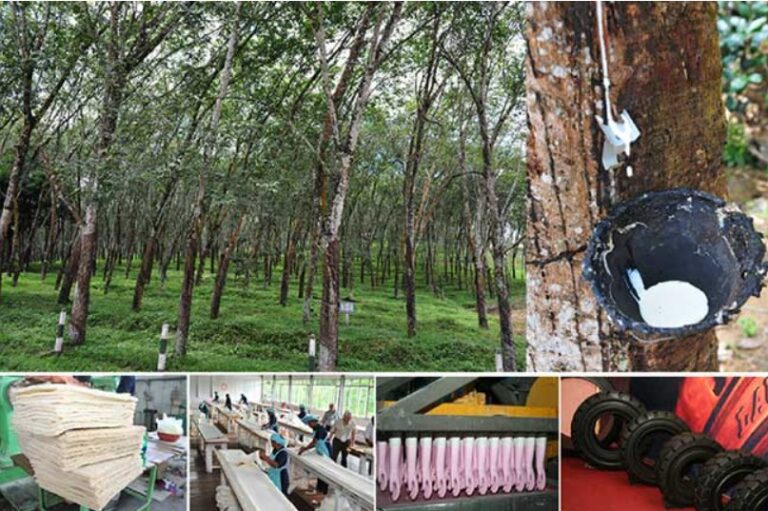 SL earns USD 883 from rubber exports