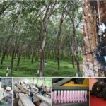 rubber exports
