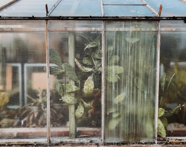 Kulturs And O’facs of Peradeniya. Remnants of Colonial English