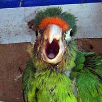 Parrot