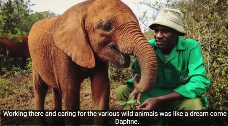 Wild Elephant Recognizes Woman who Saved His Life Years Ago