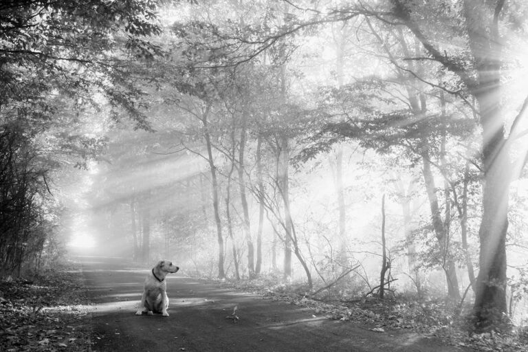 The early years of Dickmans Road and its environs-by Hugh Karunanayake